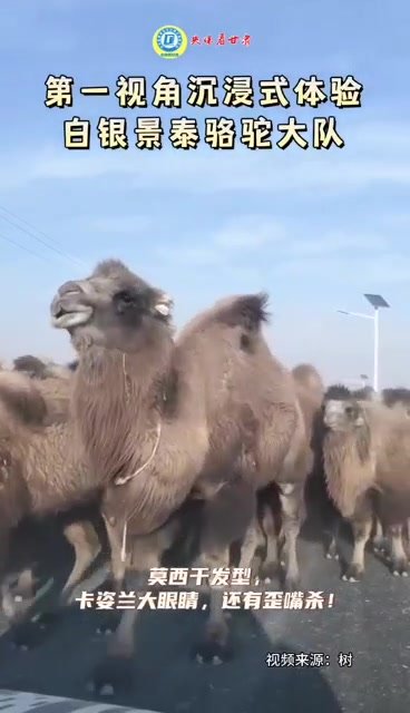 卡姿兰大眼睛萌萌哒 围观白银景泰骆驼大队"散步"现场