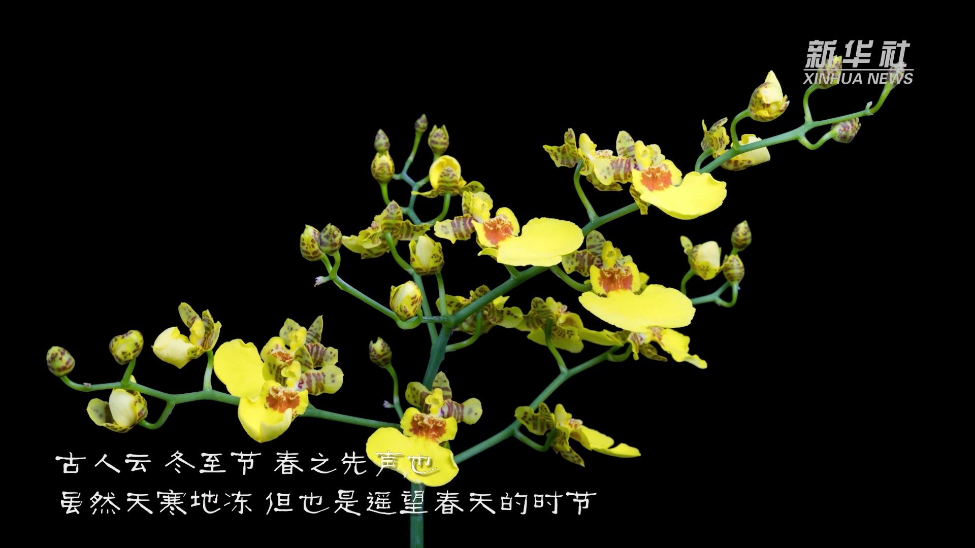 延时摄影二十四节气赏花开：文心兰花冬至枝头起舞