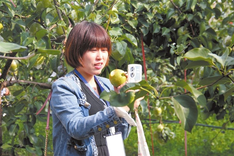 隰县全力打造“全国梨果产业发展示范县”