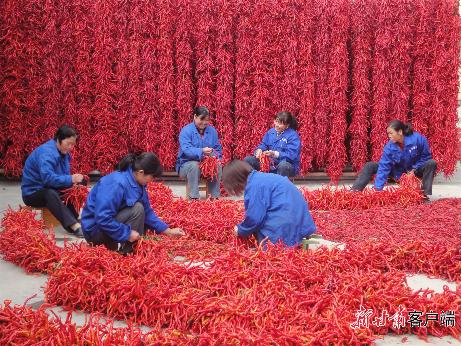 甘谷辣椒喜获丰收