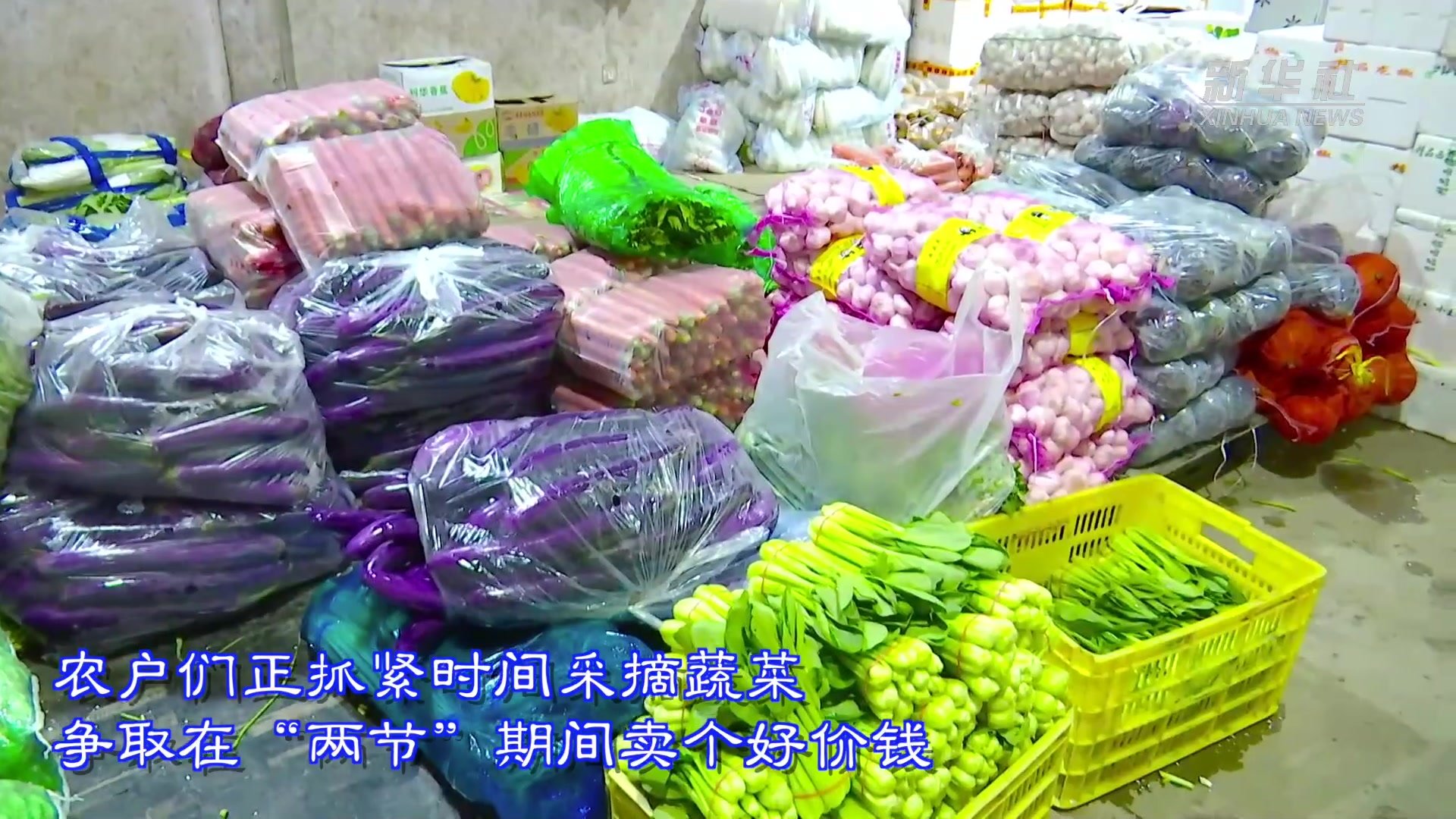 榆中八月，高原夏菜的季节——2020甘肃省蔬菜产业榆中现场观摩会见闻_种植