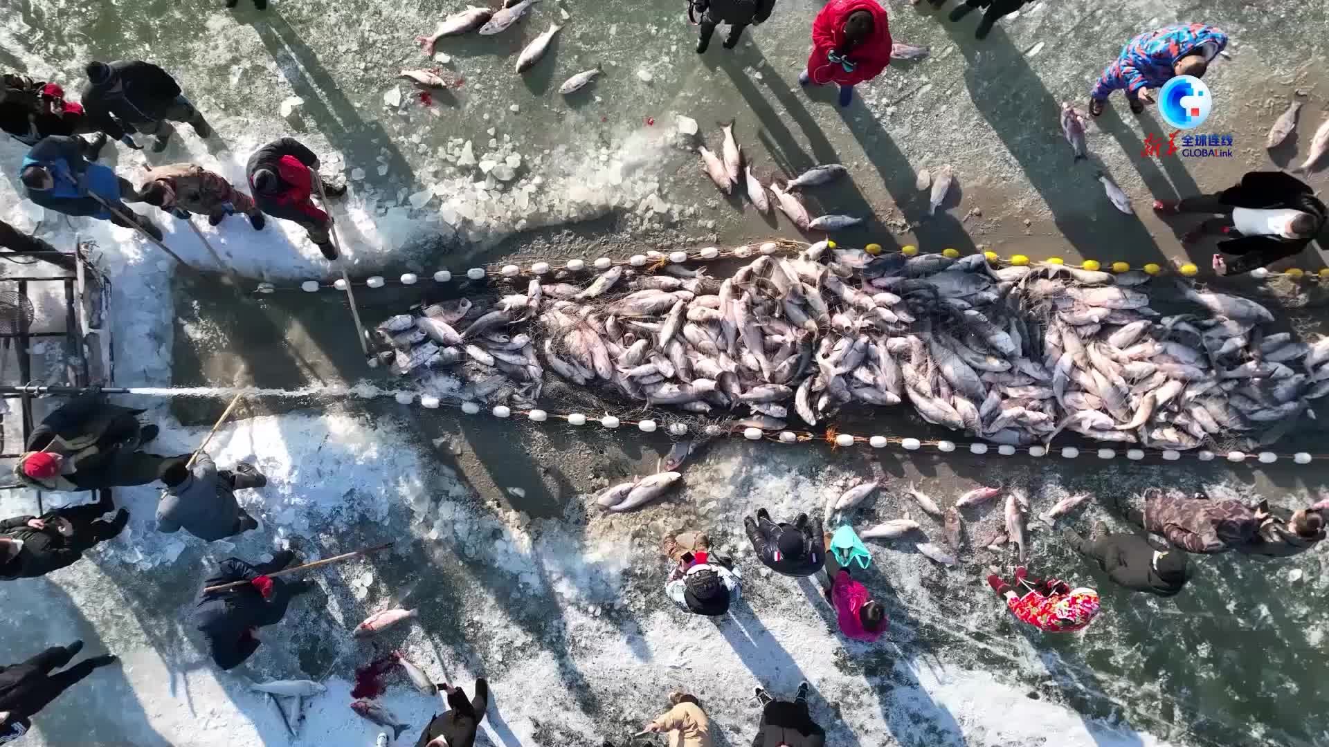 全球连线|冰湖腾鱼 查干湖又迎冬捕季_凤凰网视频_凤凰网
