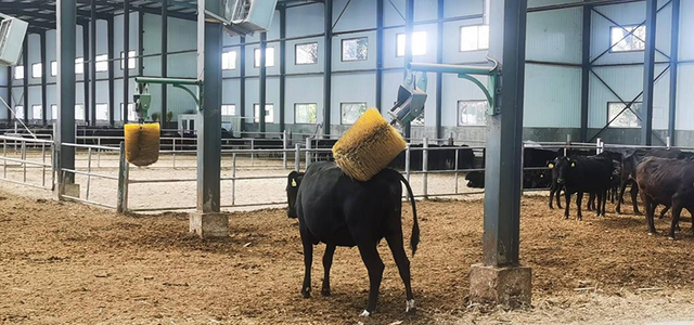 这是在长春市皓月集团的沃金黑牛示范舍内，正在自己使用按摩器的牛。新华社记者张博宇摄