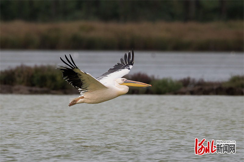 白鹈鹕首次现身曹妃甸湿地和鸟类省级自然保护区。刘洵 摄