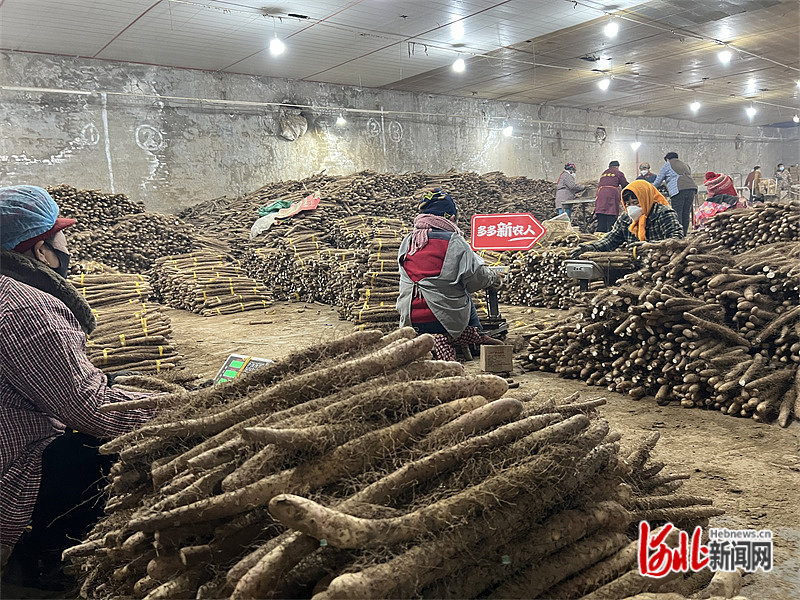 传统销售模式下，山药是产品。而如今，山药从产地直发到消费者手中，成了商品。 沈晓凯 摄