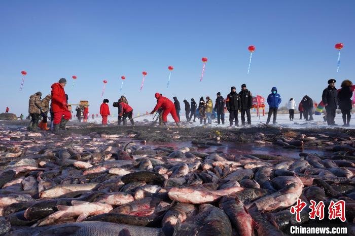 “中国北方渔岛”哈尔淖冬捕一网捞出20万斤鱼