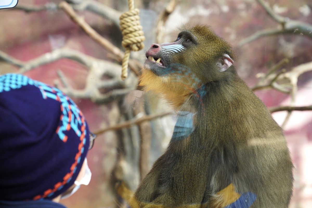 欢乐迎新年 遇“健”小珠山｜山魈、狒狒、马来熊来青 入住动物世界