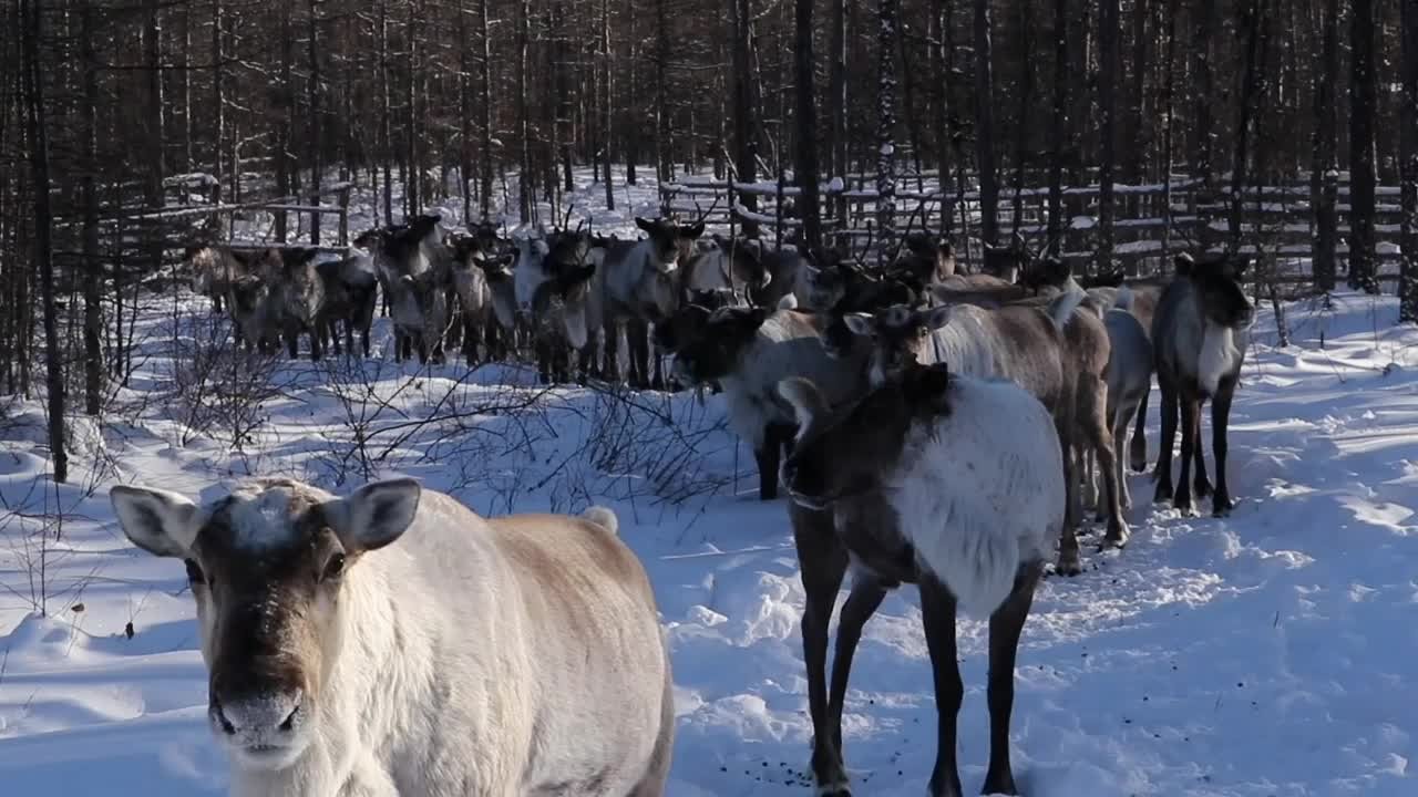 鹿铃回响，航拍驯鹿在内蒙古的林间雪地奔跑