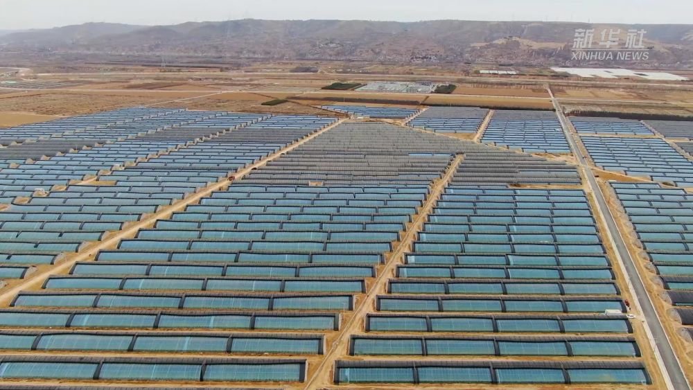 产业化种植添动能 平凉“蔬”写乡村振兴新篇章