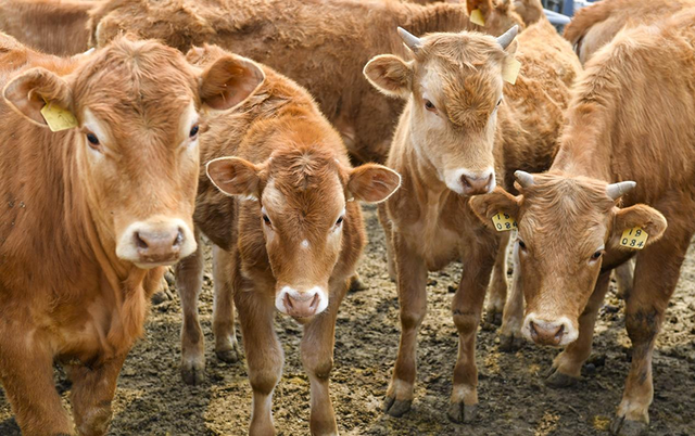 这是在吉林省延边朝鲜族自治州龙井市犇福牧场内拍摄的黄牛。新华社记者许畅摄