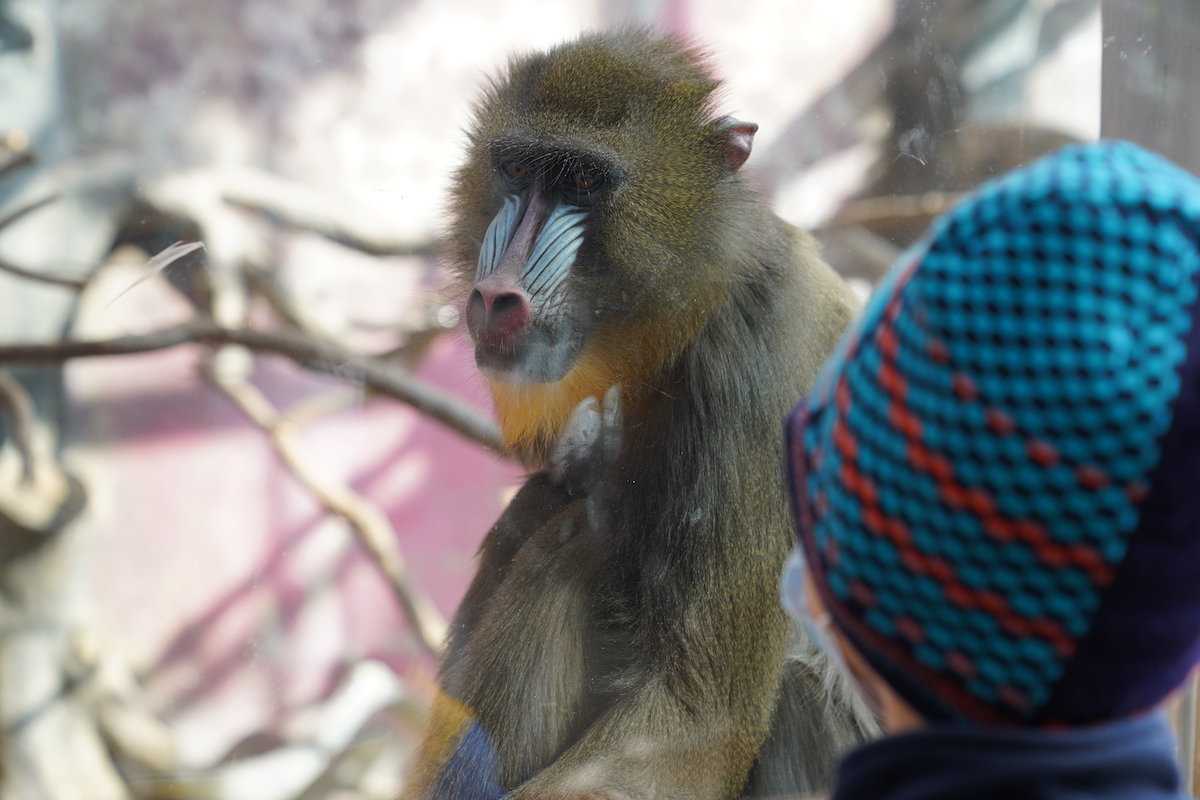 欢乐迎新年 遇“健”小珠山｜山魈、狒狒、马来熊来青 入住动物世界
