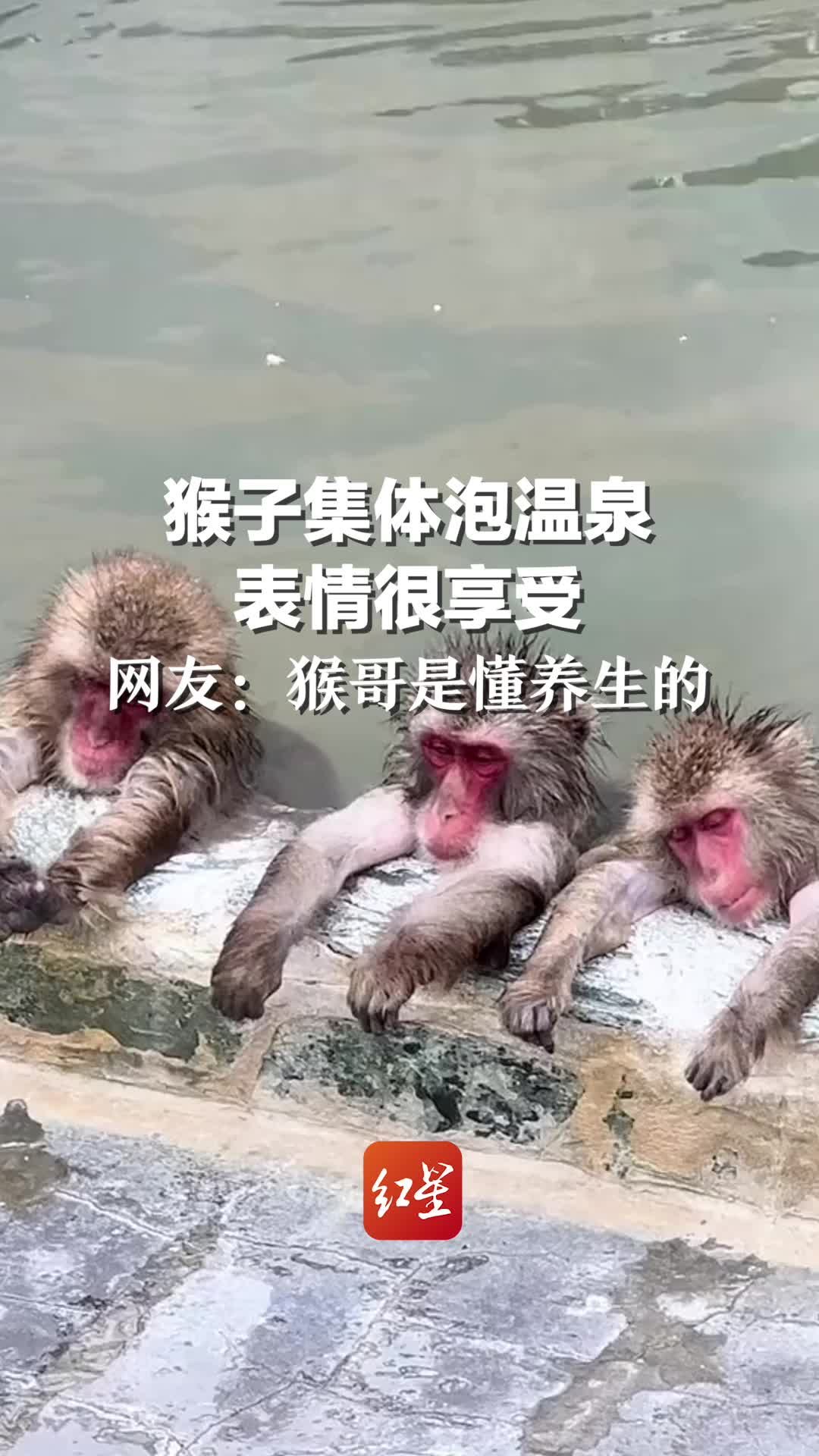 獼猴來泡湯 台東知本遊客：歡迎！ | 社團法人中華民國保護動物協會