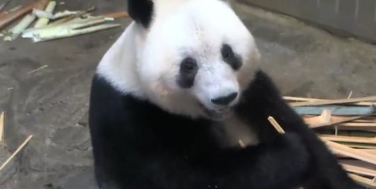 日本将于明年2月把“香香”归还中国