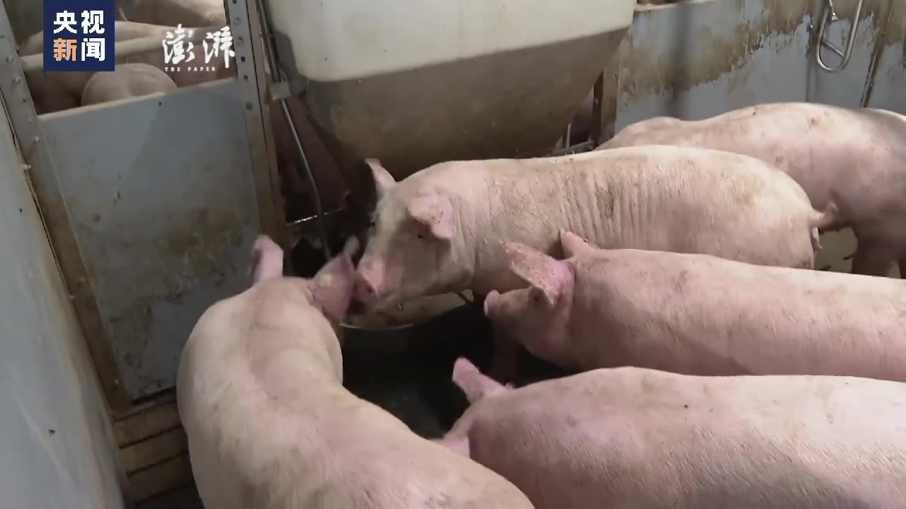 养殖成本上涨，德国约1900家养猪场关闭