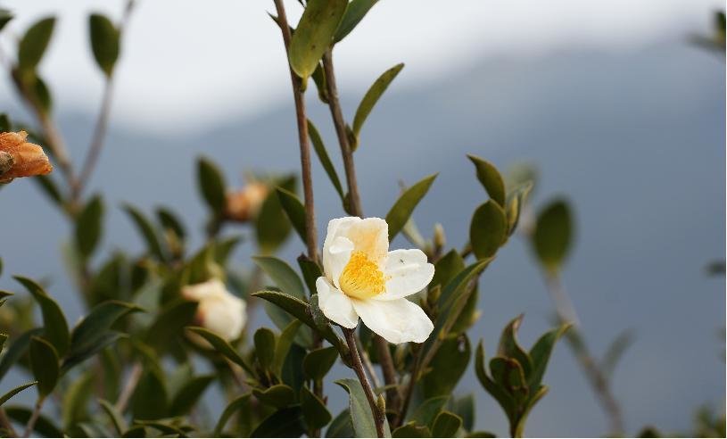 冬日里绽放的油茶花