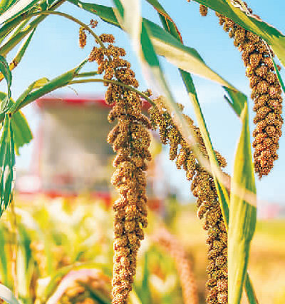 在山东省邹平市西董街道一种植基地拍摄的谷子（九月二日摄）。