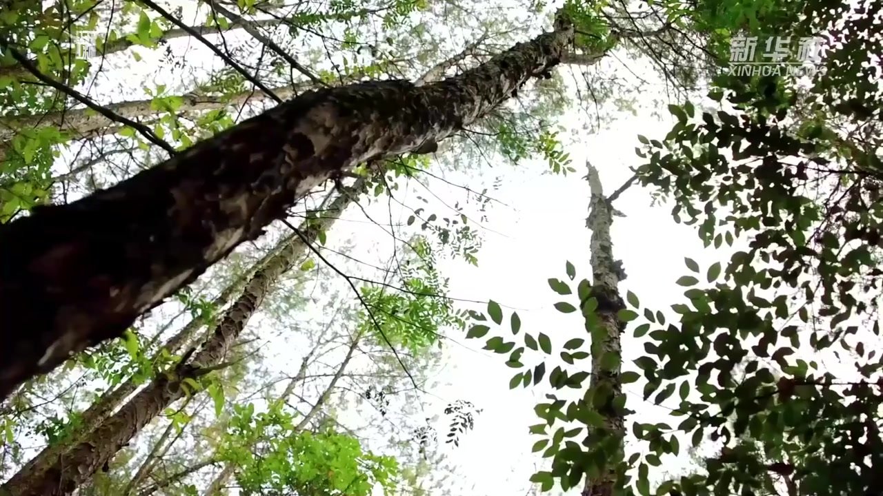 护林员白开林：护山守林十八载，万亩青山放心间