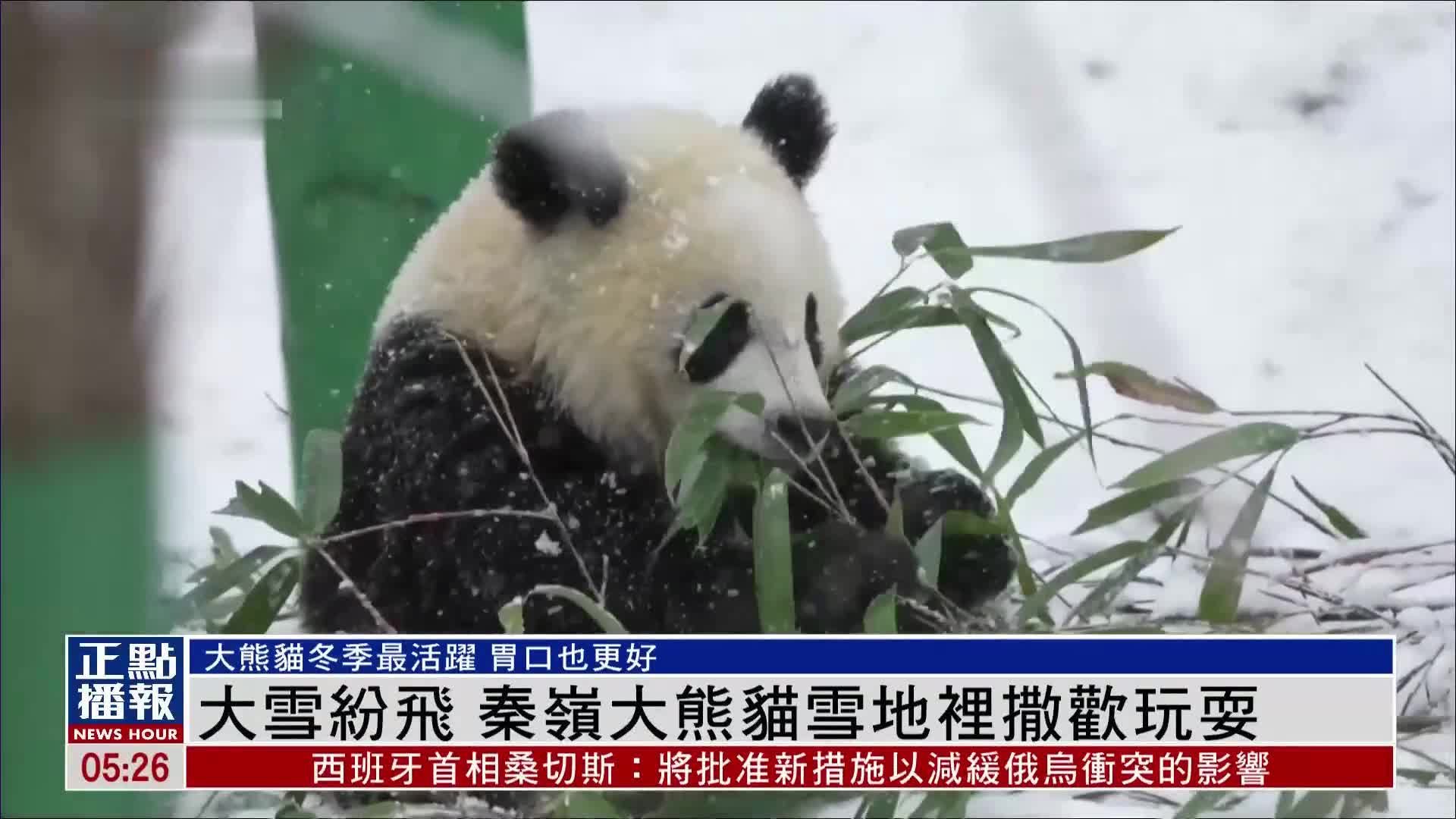 大雪纷飞 秦岭大熊猫雪地里撒欢玩耍