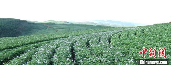俗话说:“洋芋花开赛牡丹”，图为甘肃定西马铃薯花开盛景。（资料图）　甘肃省农业农村厅供图