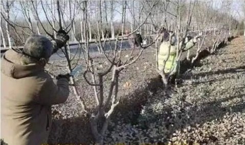 ϲӭ��˫�ڡ���������԰���̻����Ŀ�չ�̻������ж�