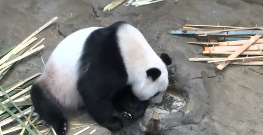 日本将于明年2月把“香香”归还中国