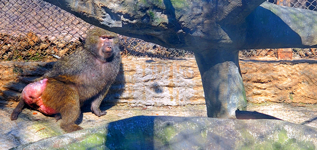 欢乐迎新年 遇“健”小珠山｜山魈、狒狒、马来熊来青 入住动物世界