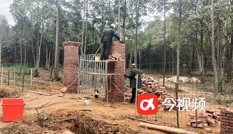 无相关手续建公墓？进贤县老王村林下建墓叫停一年后重启