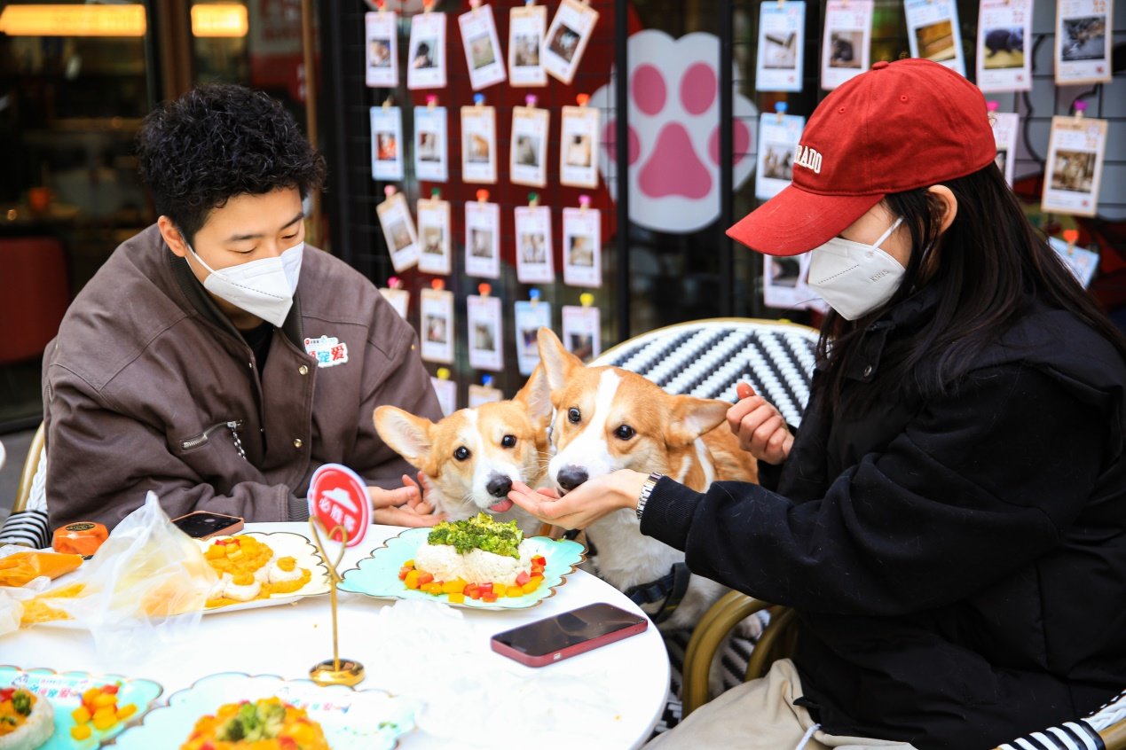 活动现场宠物版披萨DIY