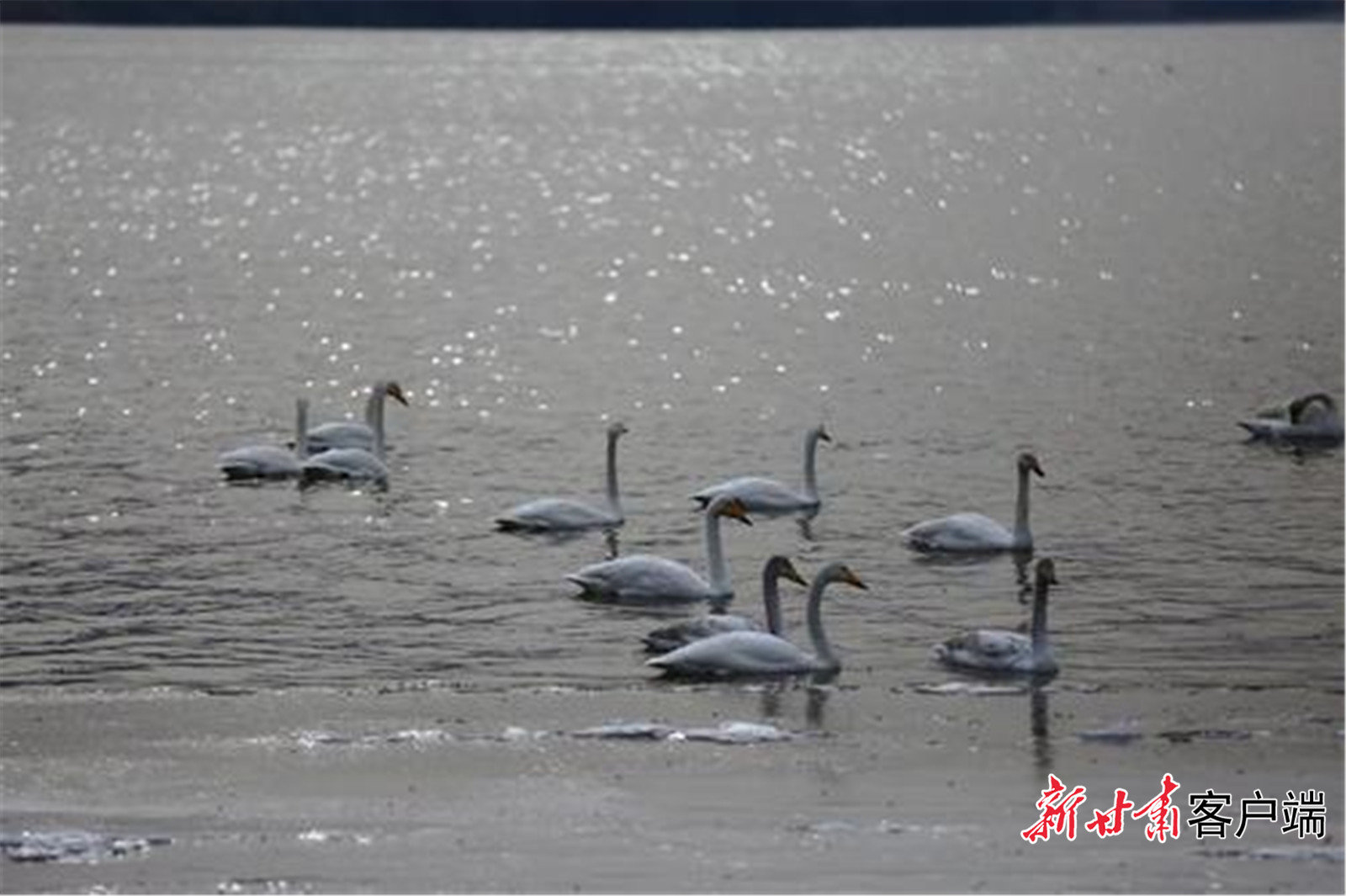三河口越冬的天鹅吸引市民观赏 新甘肃&middot;甘肃日报记者 文洁