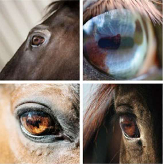 杜甫为什么说马的瞳孔是方的？