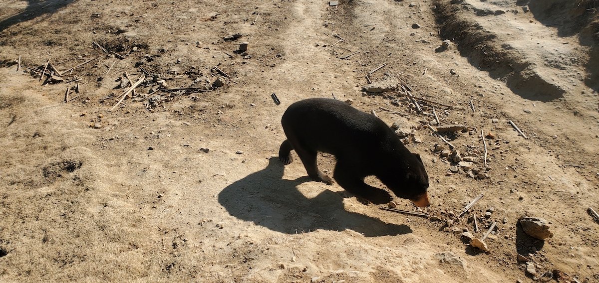 欢乐迎新年 遇“健”小珠山｜山魈、狒狒、马来熊来青 入住动物世界