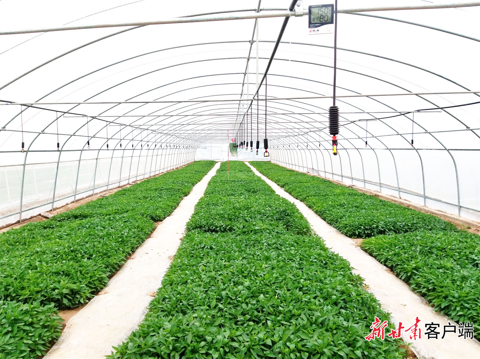 甘谷设施蔬菜大棚内绿意葱葱,长势喜人。