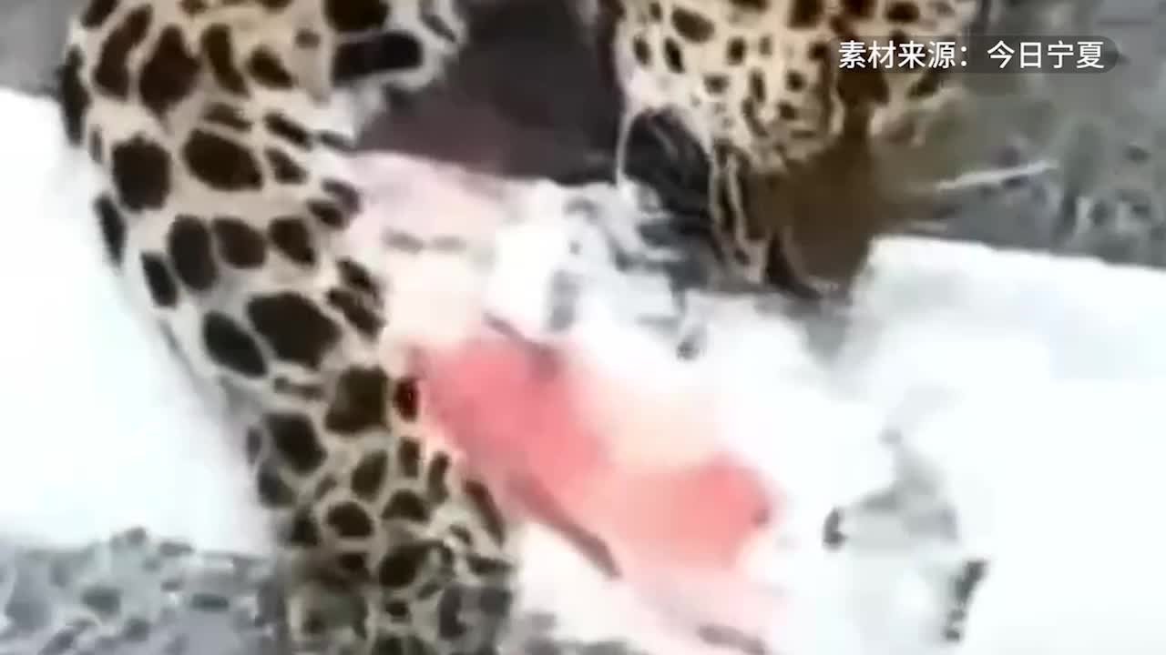 宁夏固原一公路旁发现野生华北豹尸体，警方公开征集线索
