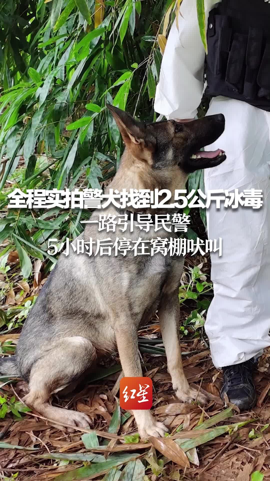 全程实拍警犬找到2.5公斤冰毒：一路引导民警 5小时后停在窝棚吠叫