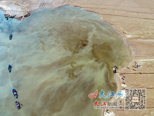 航拍江豚围捕。孙晓冬摄