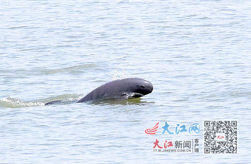江豚逐浪鄱阳湖。许南平摄