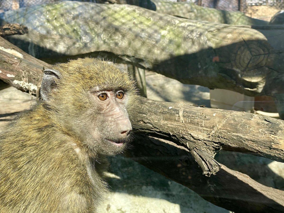 欢乐迎新年 遇“健”小珠山｜山魈、狒狒、马来熊来青 入住动物世界