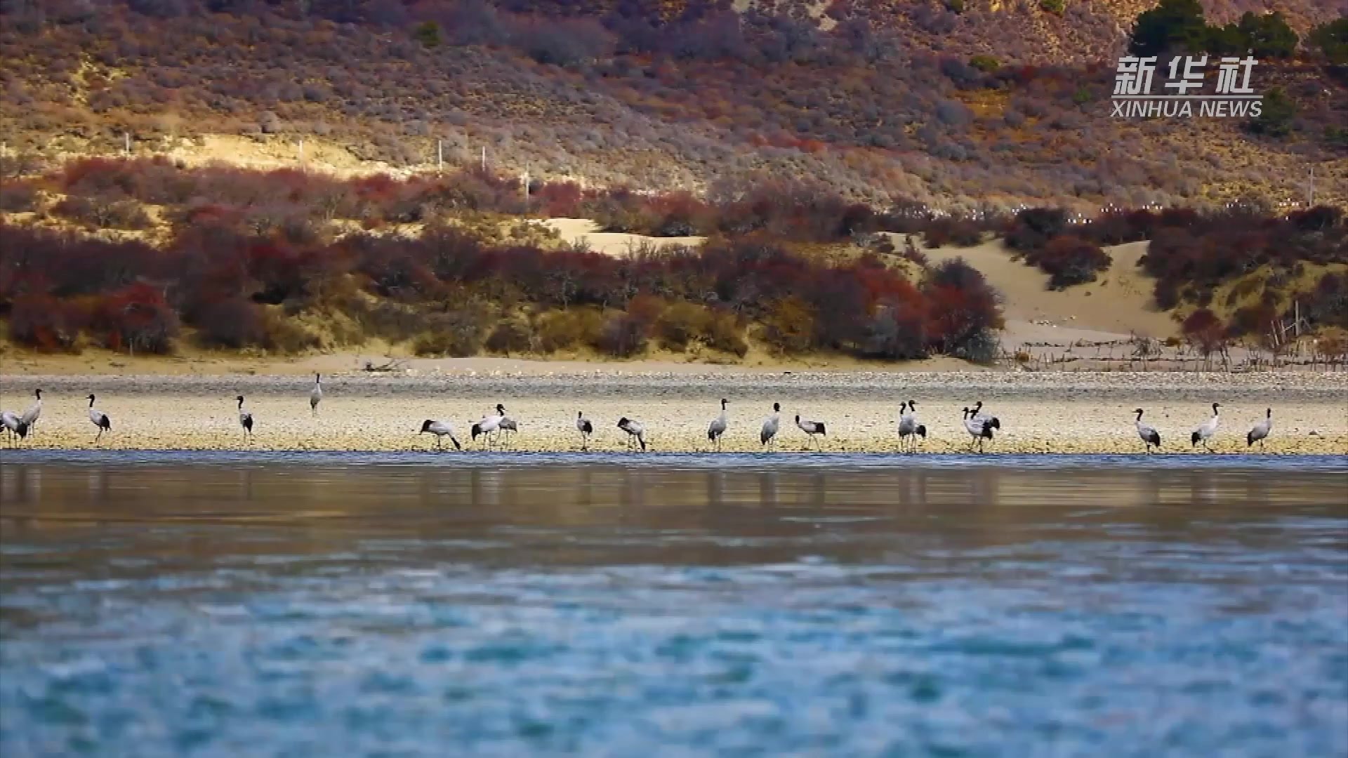 西藏米林县：迎来首批越冬黑颈鹤