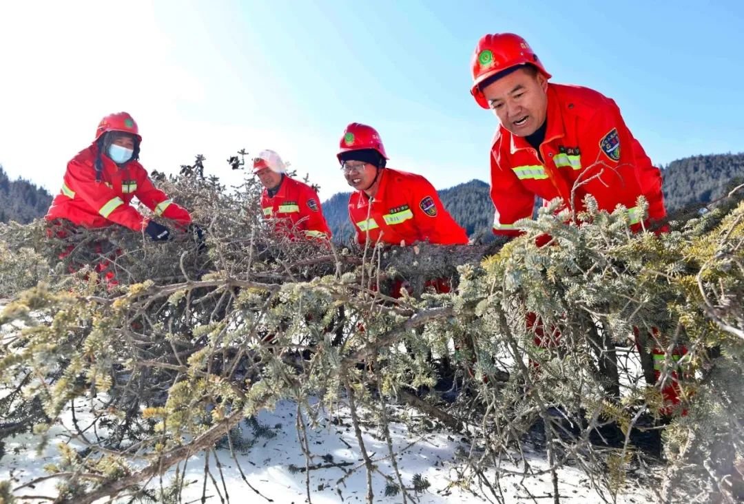 ↑2022年1月31日农历除夕，甘肃祁连山国家级自然保护区管护中心西水自然保护站的护林员们坚守工作岗位，对辖区进行仔细巡查，确保森林、草原无火灾，植被保护无破坏和野生动植物无违法盗猎、砍伐。