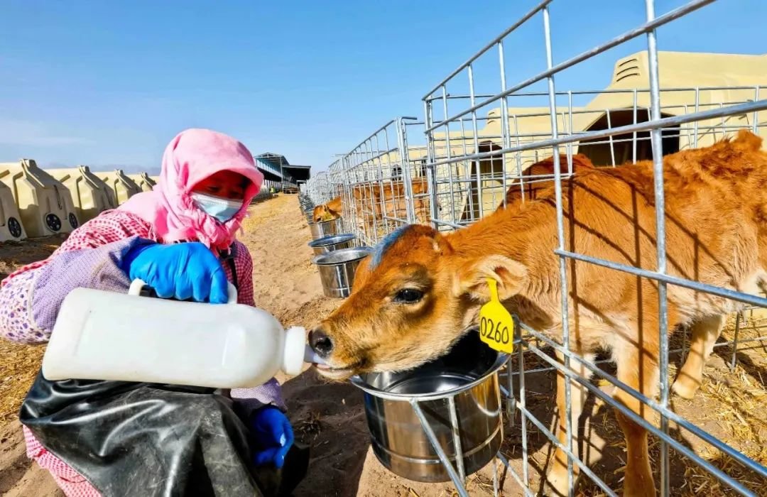 ↑2022年3月1日，位于祁连山下的甘肃省张掖市甘州区安阳乡的甘肃云鑫实业公司万头娟姗奶牛养殖基地饲养车间内，工作人员喂养牛犊。