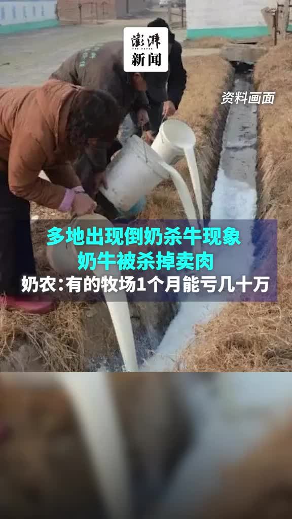 多地倒奶杀牛 奶农：有的牧场一个月亏几十万