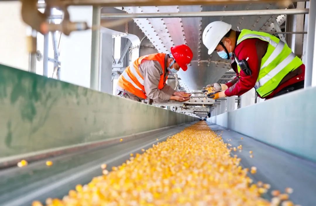 ↑2022年10月26日，甘肃张掖天宇种业玉米制种全自动化生产线一角。深秋时节，甘肃省张掖市47家种子加工企业开足马力生产加工玉米、蔬菜等优质良种，满足来年黑龙江、辽宁等26个省市的春耕、春播生产需要。