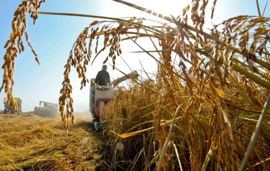 ↑2022年10月21日，甘肃省张掖市甘州区乌江镇新河田园综合体1200多亩水稻种植区内，种植农户们收割水稻。