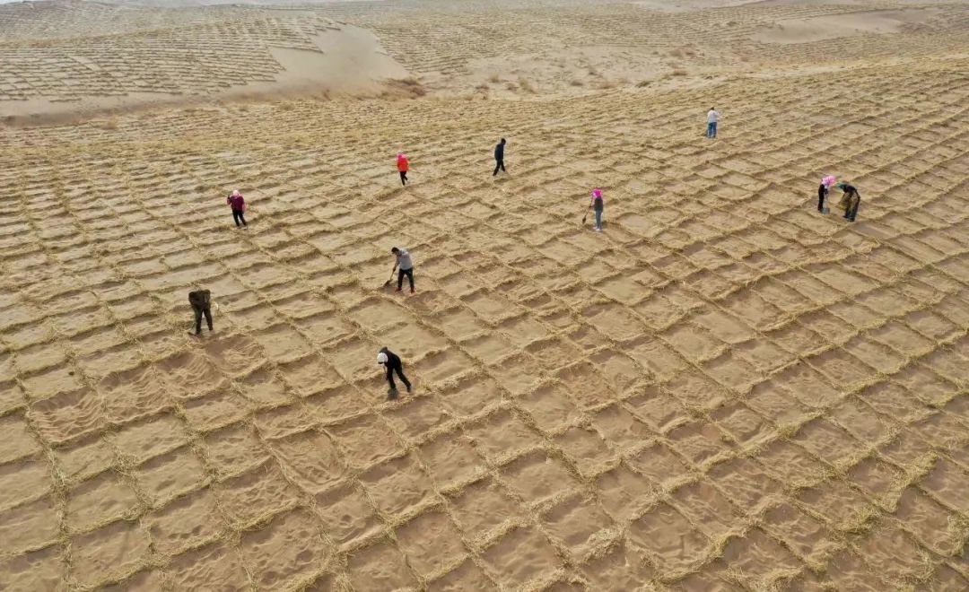 ↑2022年3月11日，甘肃省张掖市临泽县北部干旱荒漠区沙漠上，市民们压沙障、栽梭梭，该县治理沙化面积14.04万亩的防沙治沙、构筑生态屏障、绿化家园“大合唱”拉开帷幕。