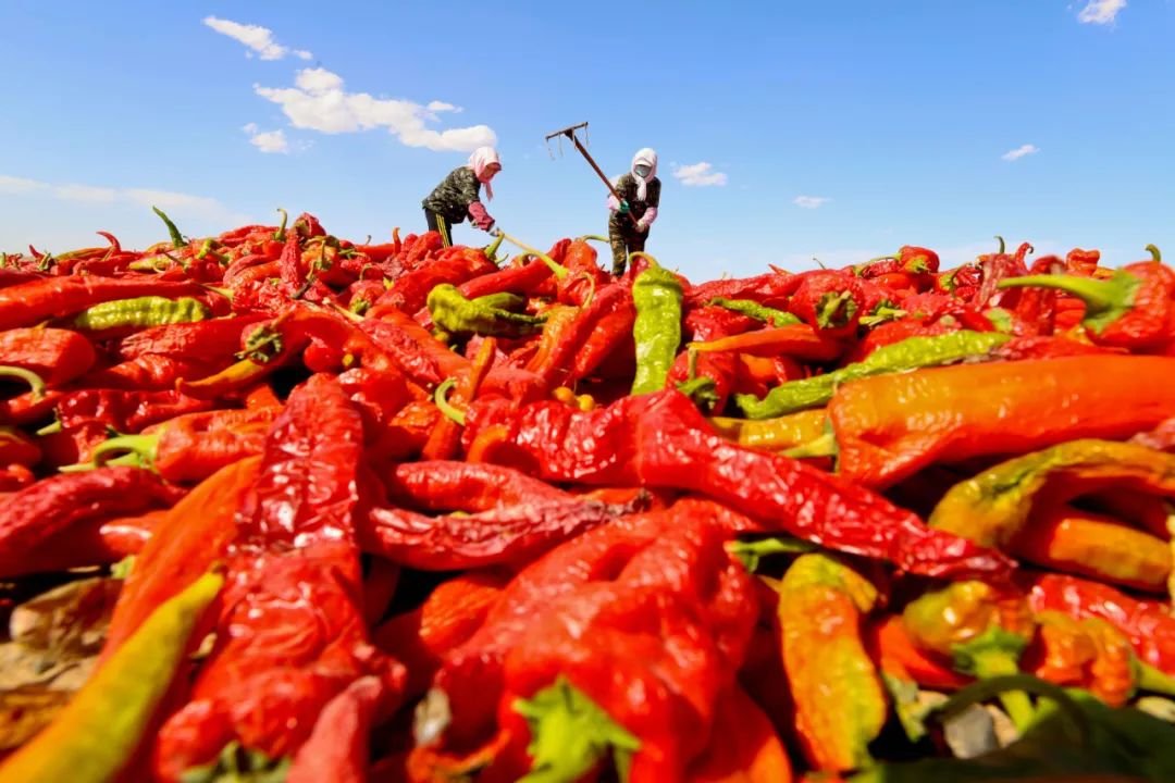 ↑2022年9月7日，甘肃省张掖市高台县黑泉镇十坝珍珠滩“订单红辣椒” 晾晒场一角。连日来，该镇种植的5000多亩辣椒进入全面采收晾晒期，田间地头到处是种植户们忙碌的身影。