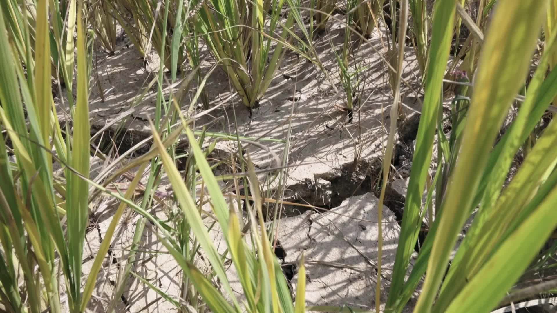 极值之下｜在涝过、旱过的土地上建房、耕种