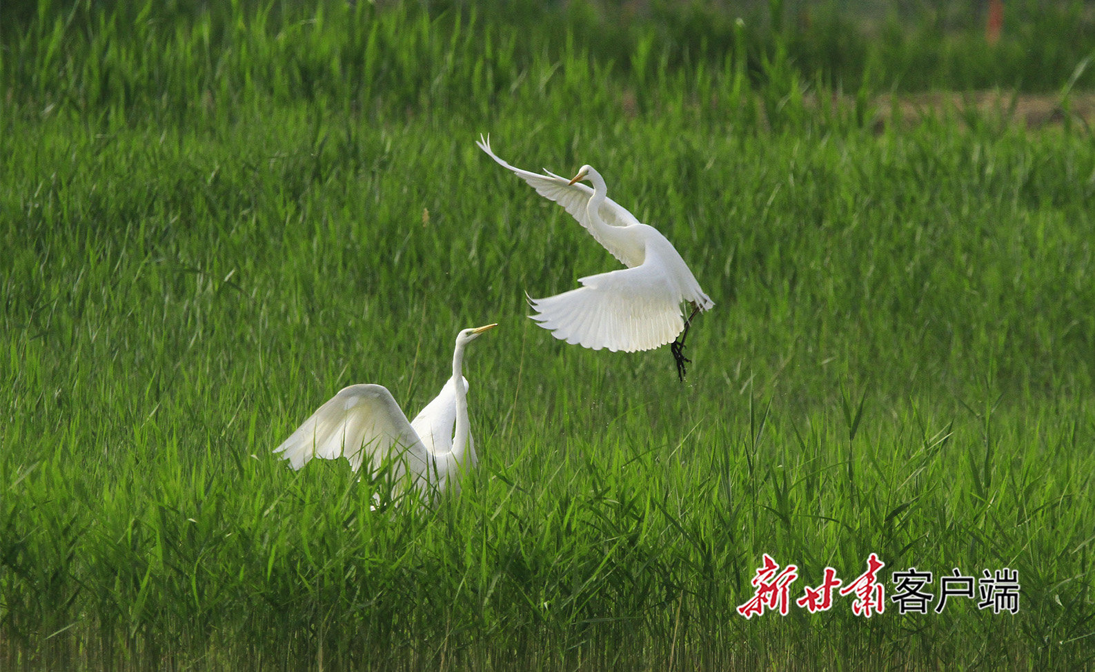 ▲2022年5月14日，白鷺在張掖國家濕地公園嬉戲。新甘肅·甘肅日報通訊員 陳禮