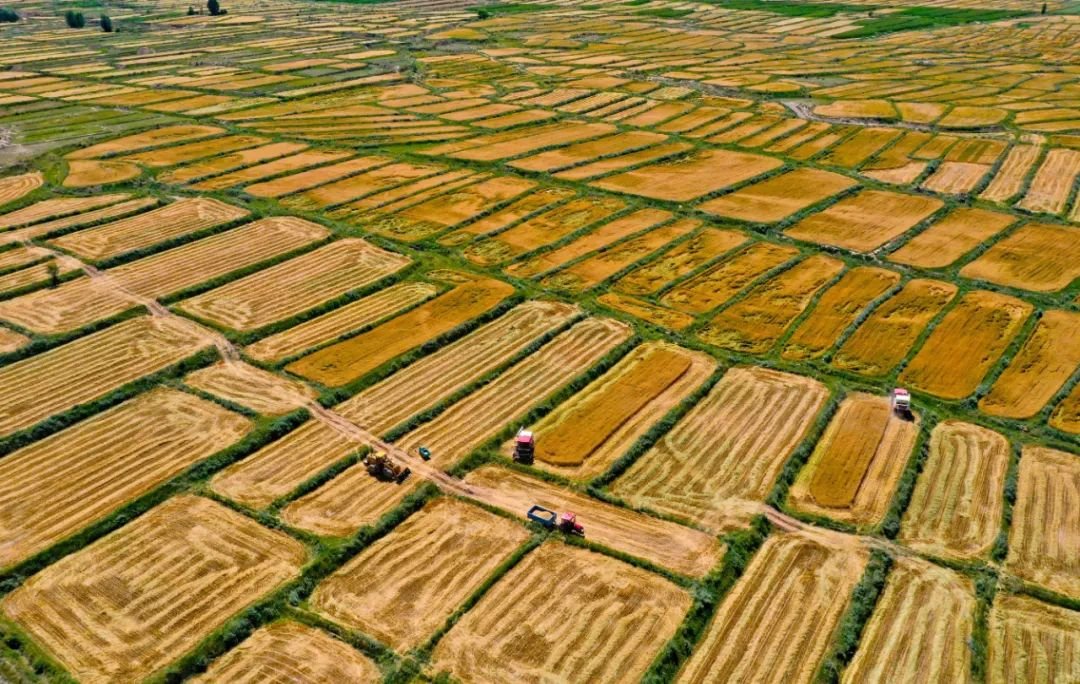 ↑2022年7月27日，甘肃省张掖市民乐县新天镇钱寨村2970多亩小麦连片种植基地上，机声隆隆，一台台联合收割机穿梭往返，一派忙碌的丰收景象。时值甘肃省张掖市沿祁连山冷凉山区小麦成熟收割季节，该县种植的31.58万亩小麦进入繁忙的收割期。