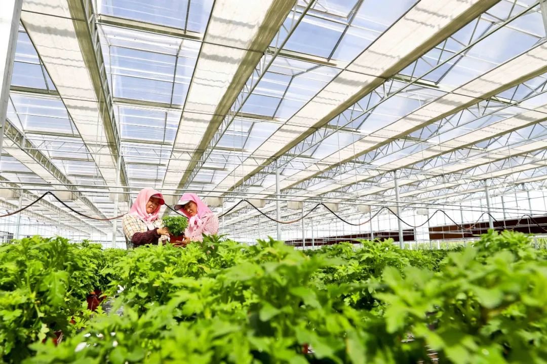 ↑2022年8月16日，甘肃省张掖市甘州区党寨镇陈寨村现代农业产业园新建成的10000多平方米玻璃智能日光温室内，产业工人为各种花卉疏松土壤和剪枝。