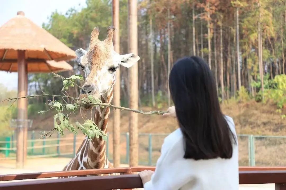 汉寿野生动物园。